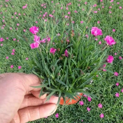 欧石竹种植基地