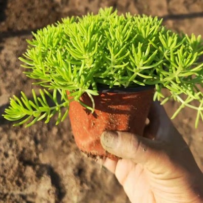 佛甲草种植基地