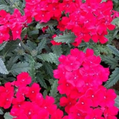 美女樱种植基地