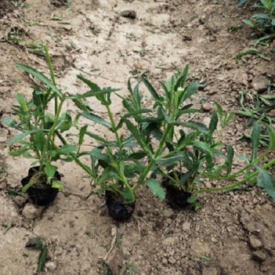 马鞭草种植基地