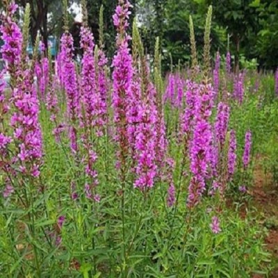 千屈菜种植基地