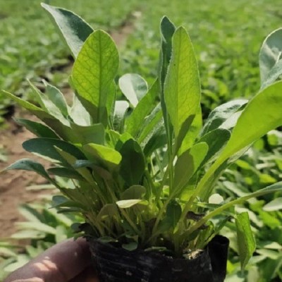 金鸡菊种植基地