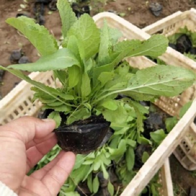 鼠尾草种植基地