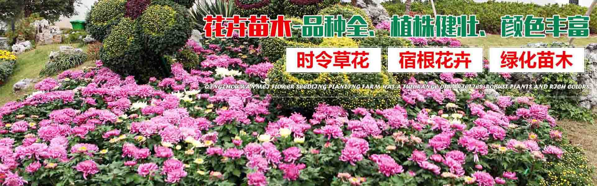 Jinlang Flower and Seedling Co., Ltd. of Qingzhou