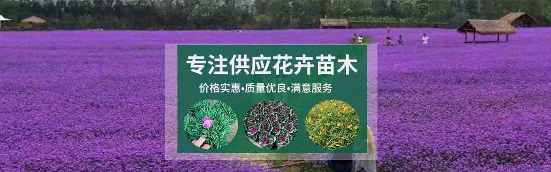 Chengdu Spring Dawn Flowers and Seedlings专业合作社