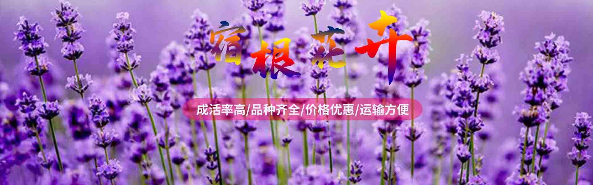 Chengdu Spring Dawn Flowers and Seedlings专业合作社