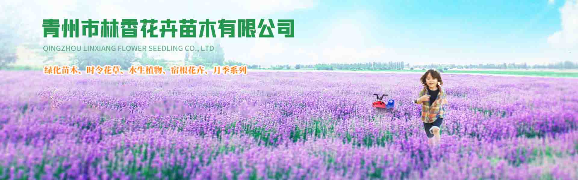 Qingzhou Linxiang Flower and Seedling Co., Ltd.