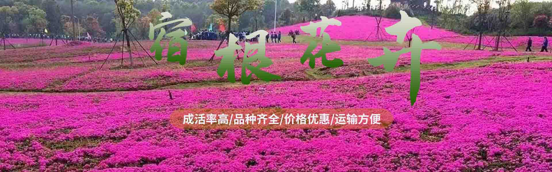Qingzhou Linxiang Flower and Seedling Co., Ltd.