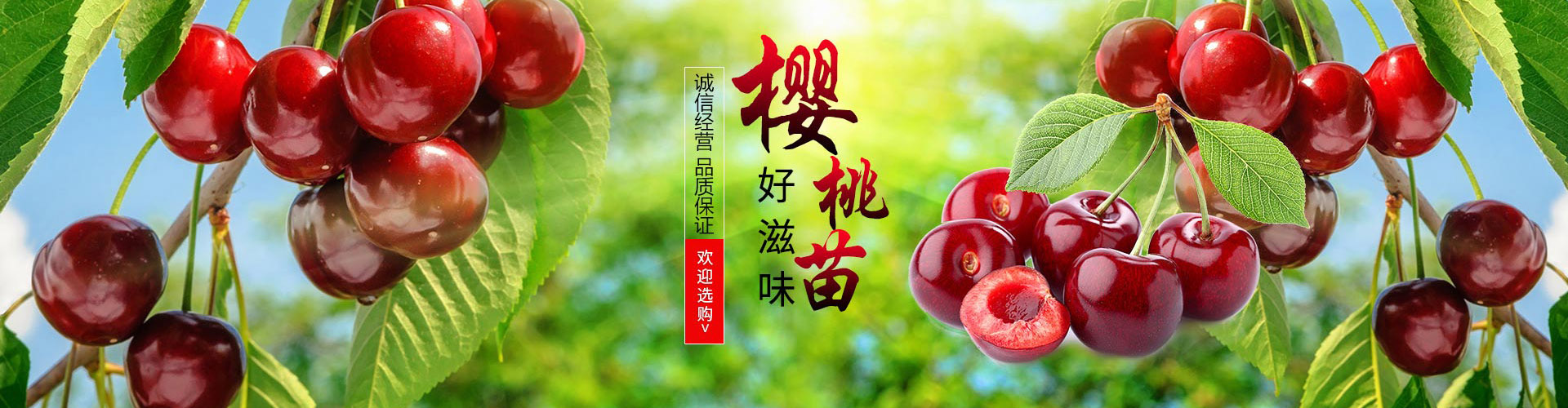 Taian Development Zone Spring, Summer, Autumn, Winter Garden Center