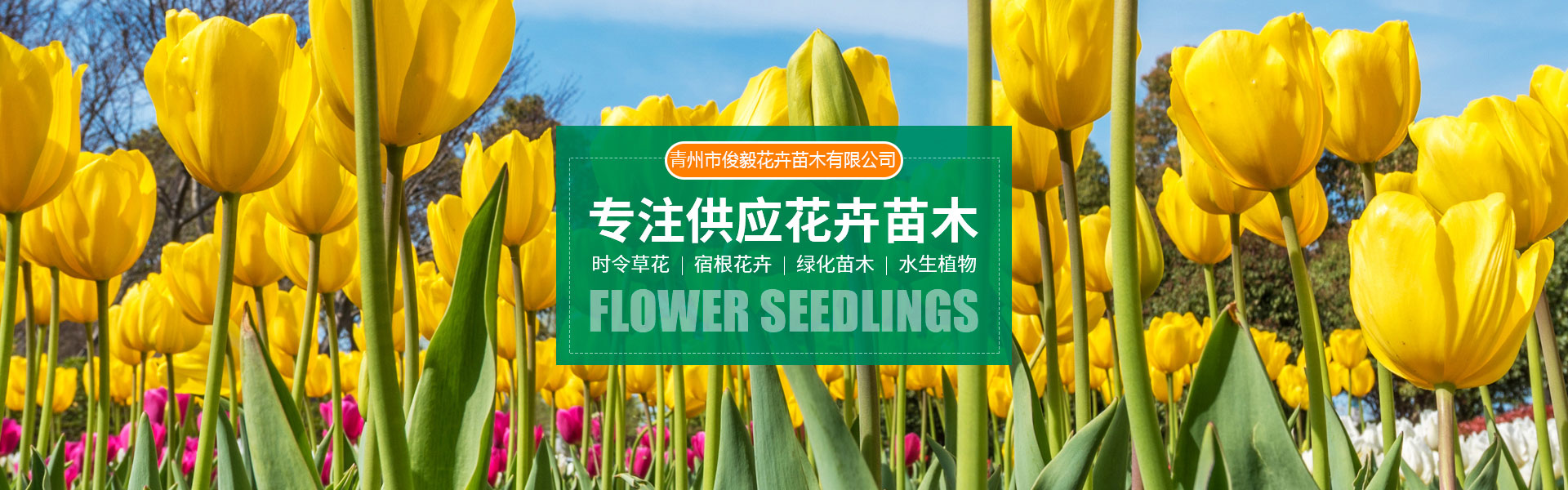 Qingzhou Junyi Flower and Seedling Co., Ltd.