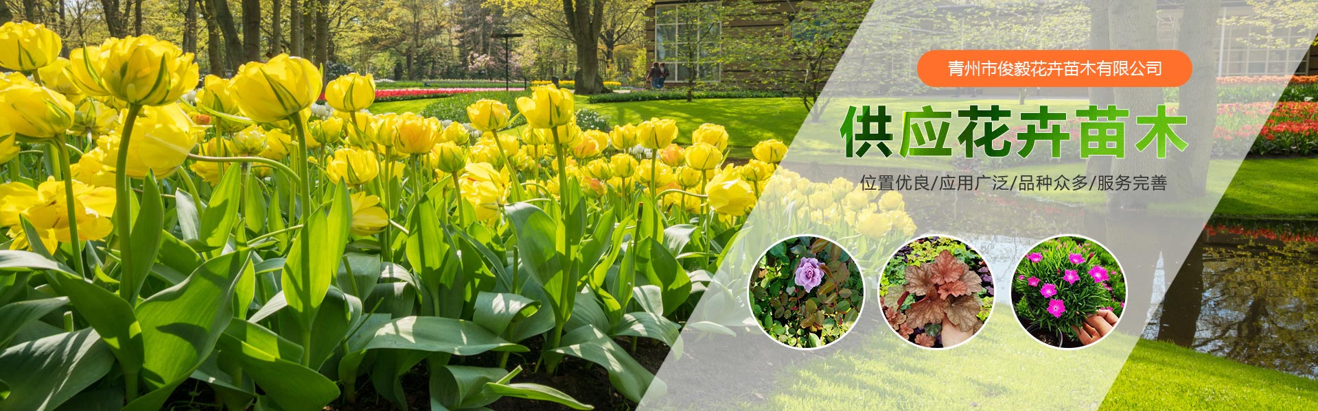 Qingzhou Junyi Flower and Seedling Co., Ltd.